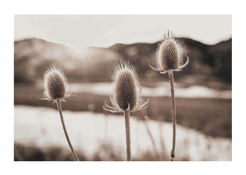 Plakat Flowers In Meadow
